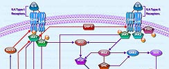 IL4 Pathway